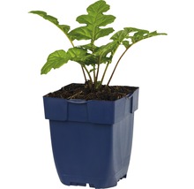 Plante d''intérieur en pot