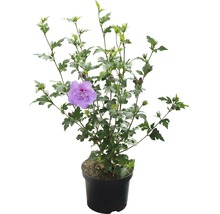 Hibiscus en pot