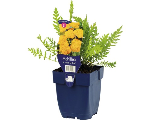 Hohe Gold-Garbe FloraSelf Achillea filipendulina 'Cloth of Gold' H 5-80 cm Co 0,5 L Schafgarbe ''Cloth of Gold'' im Topf
