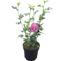 Hibiscus de Syrie FloraSelf Hibiscus syriacus 'Magenta Chiffon' h 50-60 cm Co 4,5 l fleurs semi-doubles