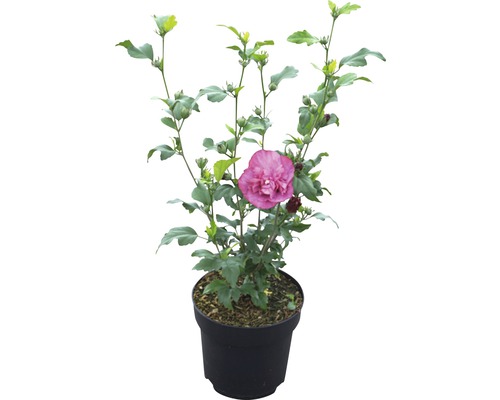 Hibiscus en pot