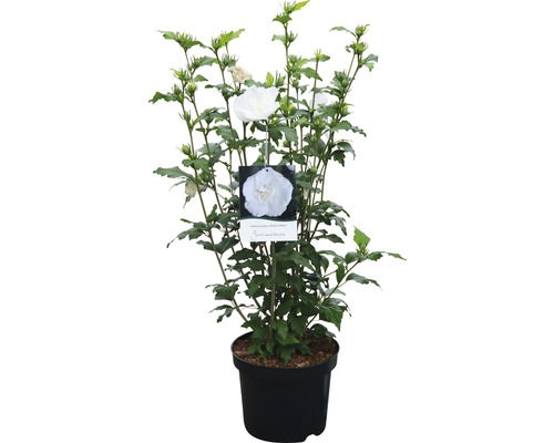 Hibiskus im Topf mit weißen Blüten