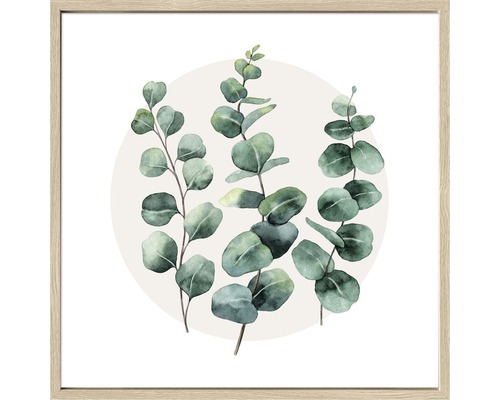 Gerahmtes Bild Diff. Eucalyptus l 53x53 cm