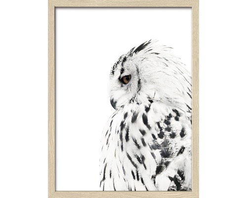 Tableau encadré Snow Owl 33x43 cm