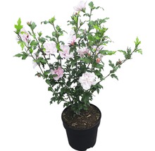 Garteneibisch FloraSelf Hibiscus syriacus 'Pink Chiffon' H 50-60 cm Co 4,5 L halbgefüllte Blüten