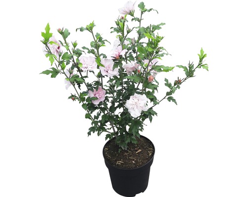 Hibiscus en pot avec fleurs et feuilles vertes