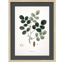 Reproduction d''art encadrée d''un motif végétal avec des feuilles et des graines