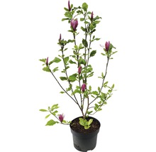 Magnolia en pot avec fleurs et feuilles