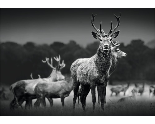 Tableau métallique Alu Heerd Deer 70x100 cm