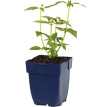 Plante de menthe africaine en pot