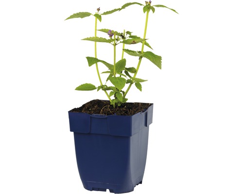 Plante de menthe africaine en pot
