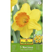 FloraSelf Narzissen Fortune, 5 Stück, grossblumig