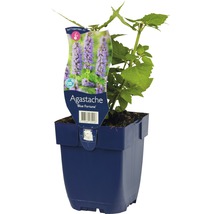 Agastache Blue Fortune plante en pot