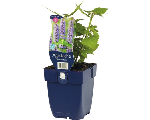 Agastache Blue Fortune plante en pot