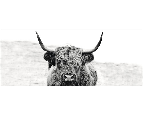 Tableau sur verre Highland Écossais Cattle ll 30x80 cm