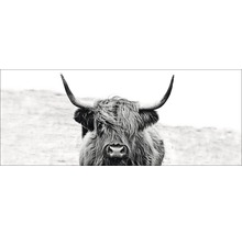 Glasbild Scott.Highland Cattle ll 50x125 cm