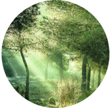 Waldszene mit Bäumen und Sonnenstrahlen