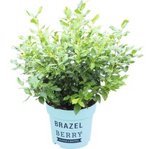 Heidelbeere BrazelBerry ® 'Perpetua' ® H 20-25 cm Co 4,5 L