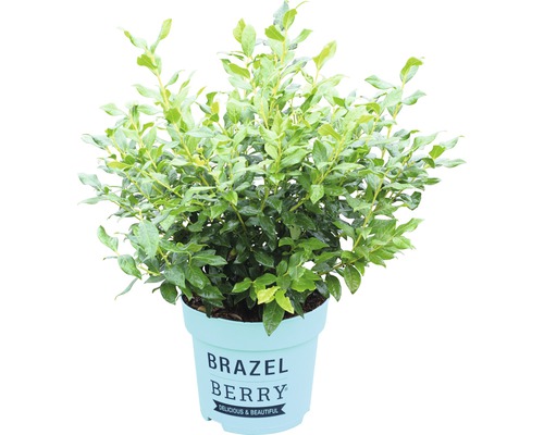 Blaubeerstrauch im Topf für den Garten