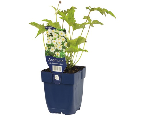 Anémone d''automne ''Honorine Jobert'' en pot