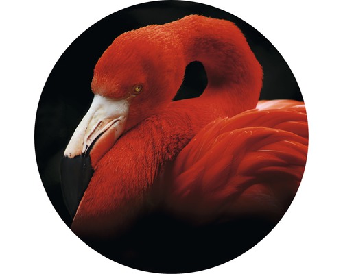 Glasbild rund Sleeping Flamingo Ø 30 cm
