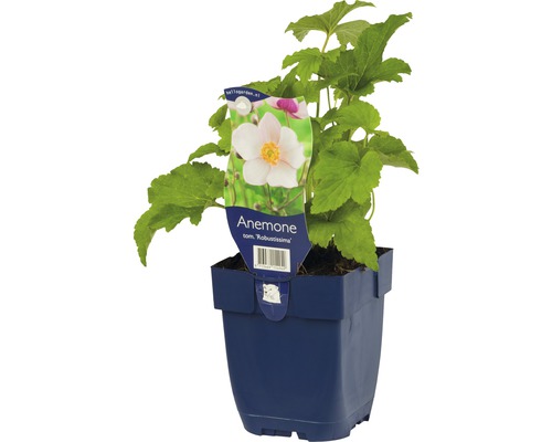 Anémone du Japon FloraSelf Anemone tomentosa 'Robustissima' h 5-20 cm Co 0,5 l Anémone en pot