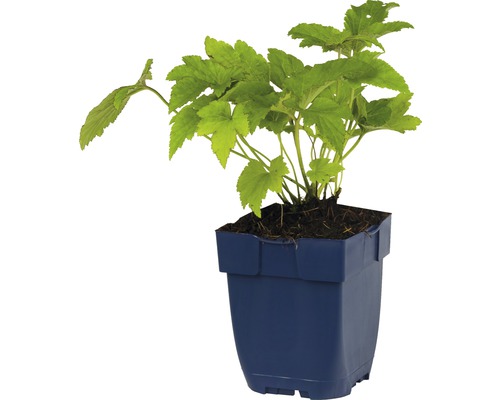 Plant de groseille en pot