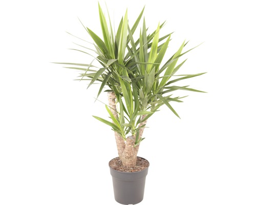 Yucca filamenteux 'Yucca elephantipes' pot de 24 cm H 90 cm