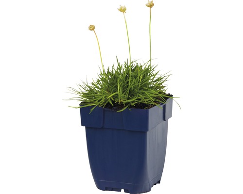 Oeillet maritime en pot