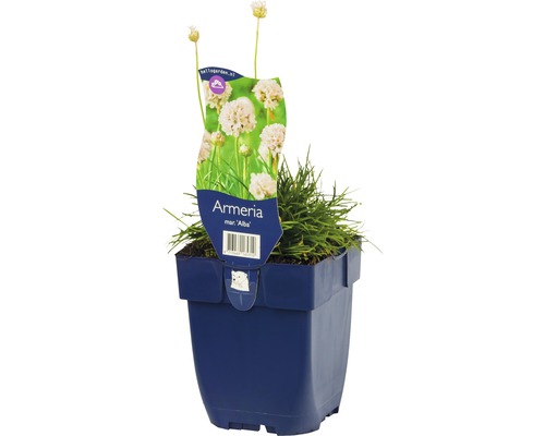 Gazon d''Espagne Alba en pot