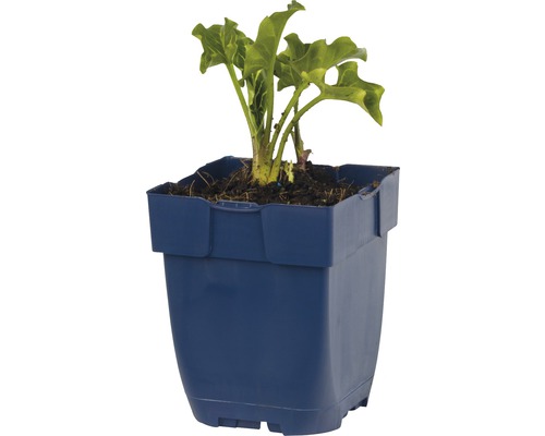 Plant de rhubarbe en pot bleu