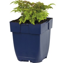 Plant d''érable japonais en pot