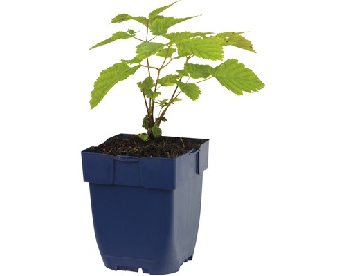 Plant de framboise dans un pot