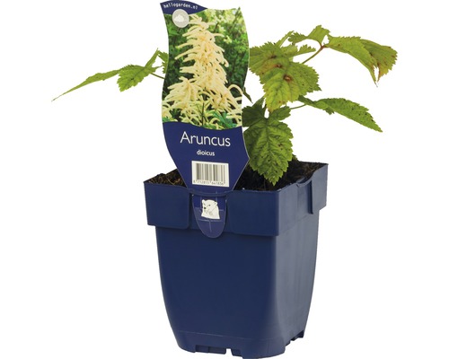 Aruncus dioicus plante en pot