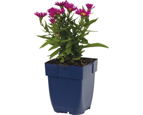 Aster en pot