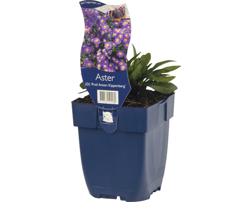 Aster ''Prof. Anton Kippenberg'' im Topf