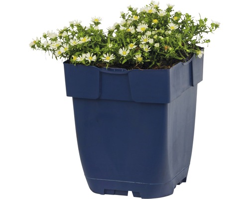 Blumentopf mit weiss blühenden Herbstastern
