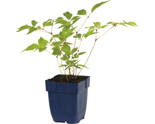 Spirée à feuilles d''érable dans un pot