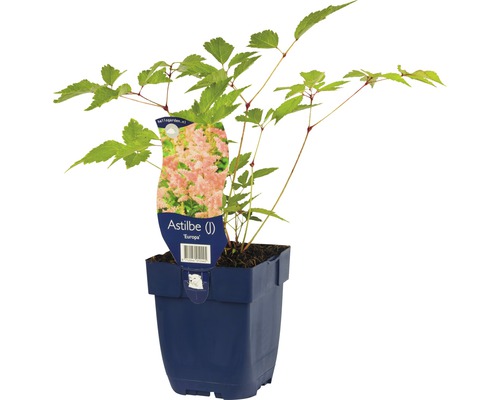 Prachtspiere FloraSelf Astilbe Astilbe japonica 'Europa' H 5-60 cm Co 0,5 L Astilbe Pflanze im Topf