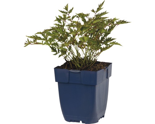 Plante en pot