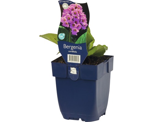 Bergenie im Topf
