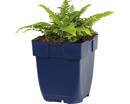 Zimmerpflanze Farn in einem Topf