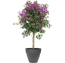 Bougainvillea Topfpflanze mit lila Blüten im Topf