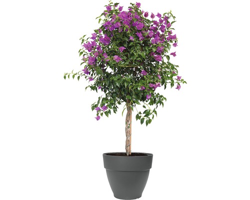 Bougainvillea Topfpflanze mit lila Blüten im Topf