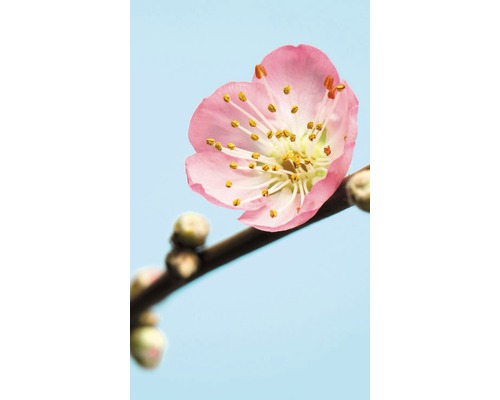 Papier peint panoramique intissé V3-753 Peach Blossom 3 pces 150 x 250 cm Gros plan d''une fleur de prunier rose sur une branche