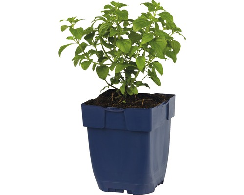 Plant de sauge en pot