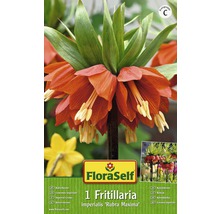 Verpackung einer Kaiserkrone ''Rubra Maxima'' von FloraSelf