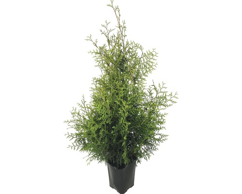 Lebensbaum FloraSelf® Thuja Brabant 125-150 cm