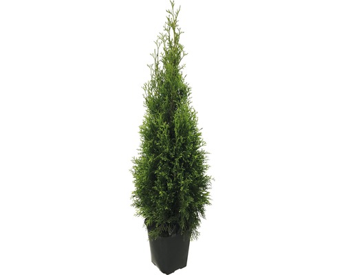 Lebensbaum FloraSelf® Thuja Smaragd 125-150 cm