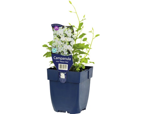 Glockenblume FloraSelf Campanula carpatica 'Weisse Clips' H 5-25 cm Co 0,5 L